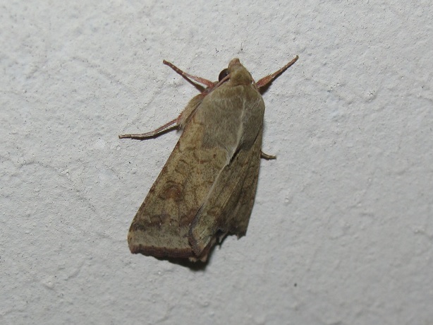 Helicoverpa armigera (Noctuidae)?